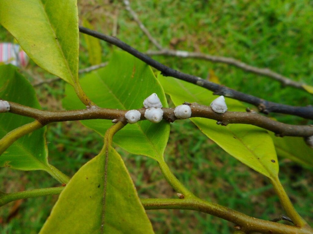 Cocciniglia sulle piante? Ecco i migliori rimedi naturali per eliminarla