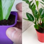 Come far crescere la Zamioculcas: guida alla cura di questa pianta resistente