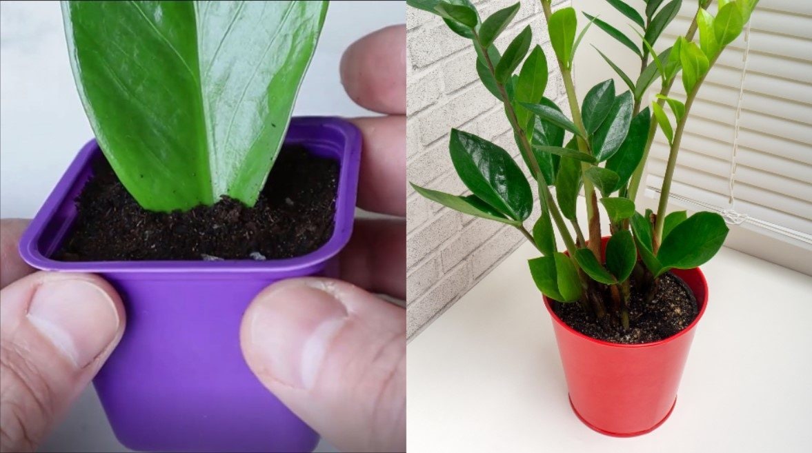 Come far crescere la Zamioculcas: guida alla cura di questa pianta resistente