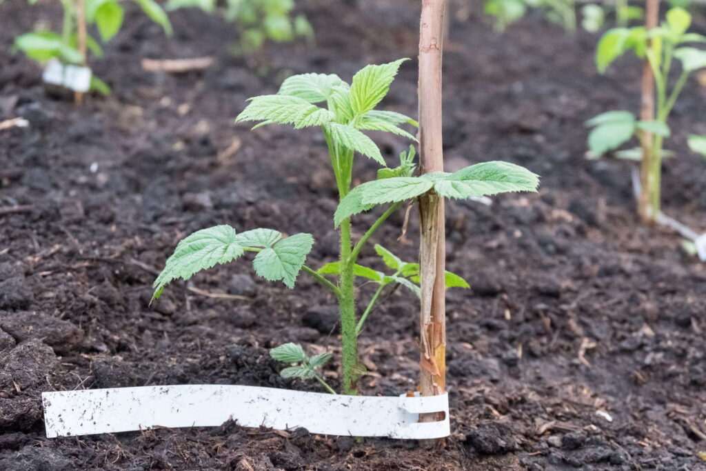 Cospargere sotto i lamponi all’inizio della primavera. Ci saranno così tante bacche che non sarai in grado di raccoglierle.