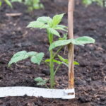 Cospargere sotto i lamponi all’inizio della primavera. Ci saranno così tante bacche che non sarai in grado di raccoglierle.