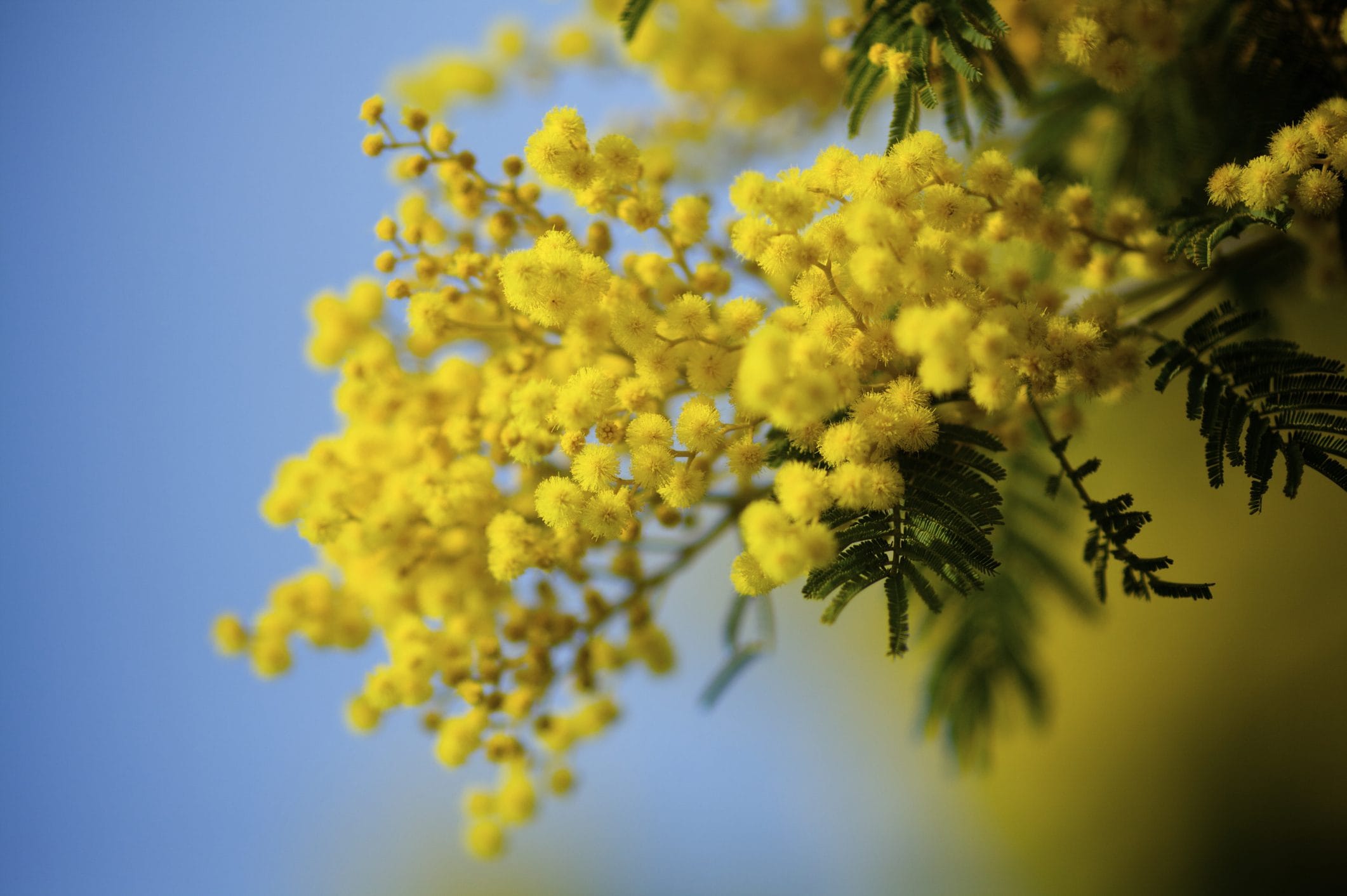 Come fare una talea di mimosa: guida passo dopo passo