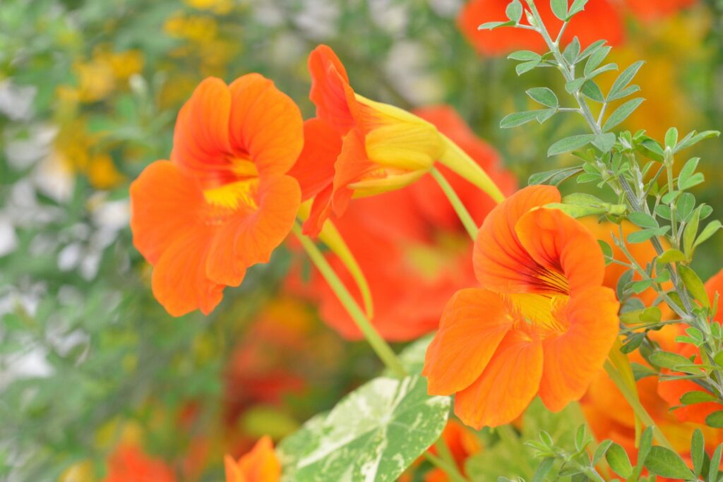 Perché tutti dovrebbero coltivare i nasturzi nel loro giardino