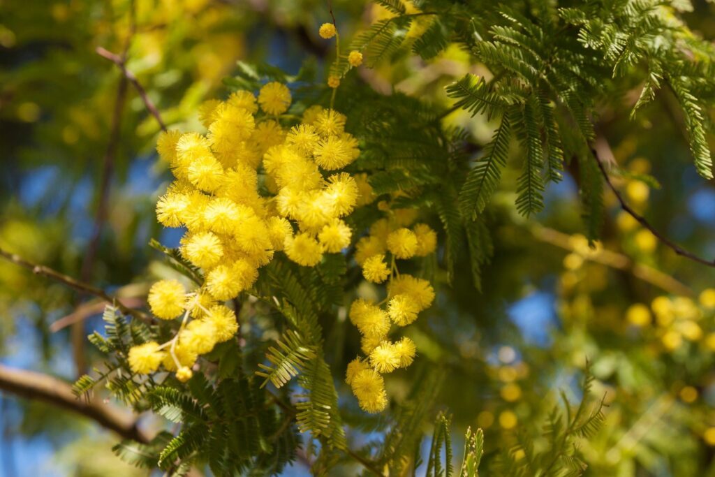 Come avere un albero di mimosa pieno di fiori profumati