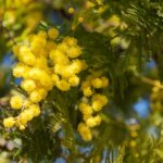 Come avere un albero di mimosa pieno di fiori profumati