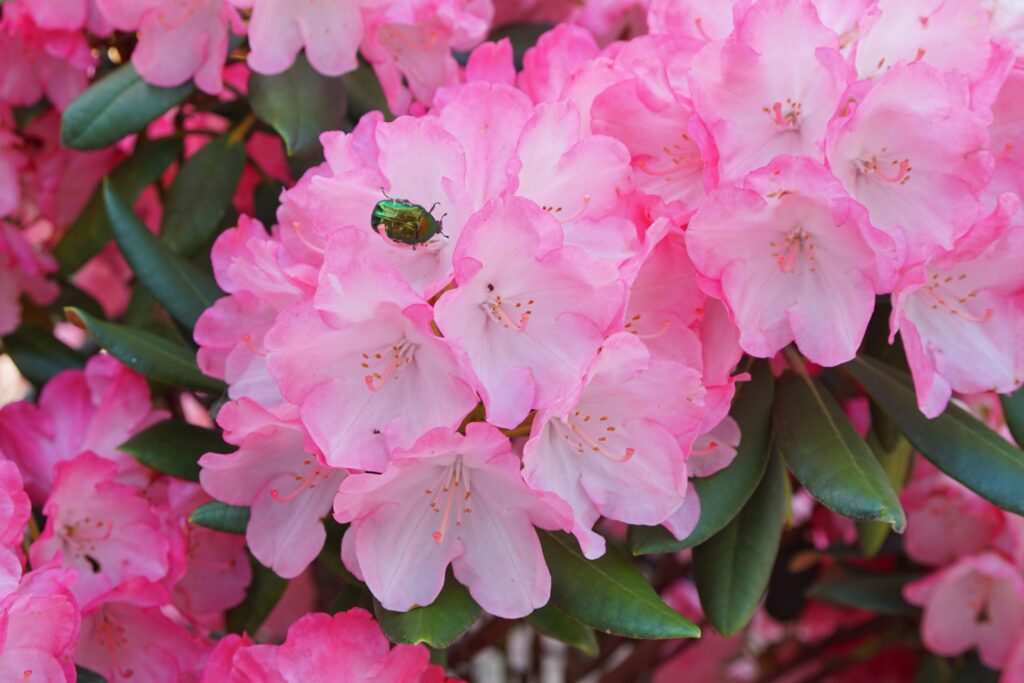 Fertilizarea rododendron înfloriți este aproape gratuită. Merită făcut primăvara.