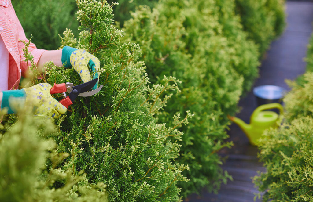 Fallo a marzo e la primavera Thuja tornerà in vita e non sarà giallo.