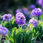 In primavera, piace l’occhio nel giardino. Fiorisce già a marzo.