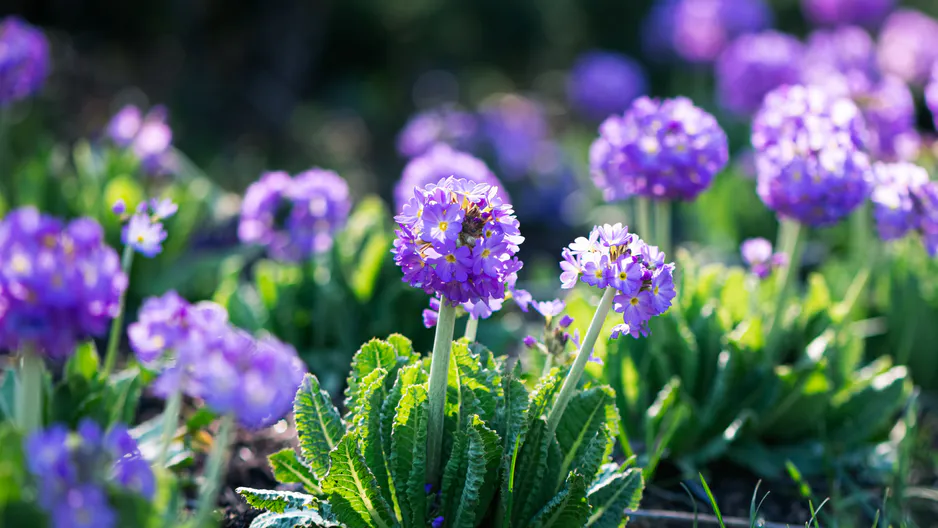 In primavera, piace l’occhio nel giardino. Fiorisce già a marzo.