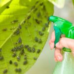 Come eliminare definitivamente afidi e cocciniglie con questi trucchi naturali