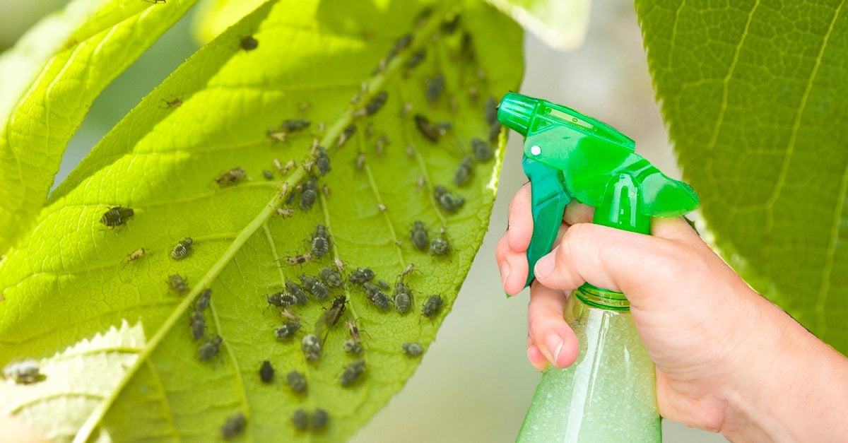 Come eliminare definitivamente afidi e cocciniglie con questi trucchi naturali