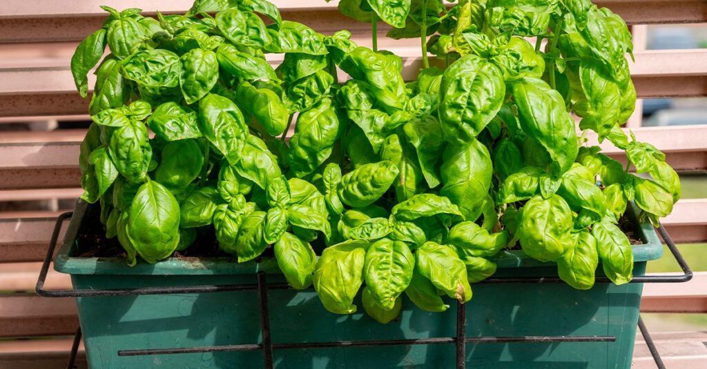 Il luogo insospettabile in cui piantare il basilico per farlo crescere rigoglioso