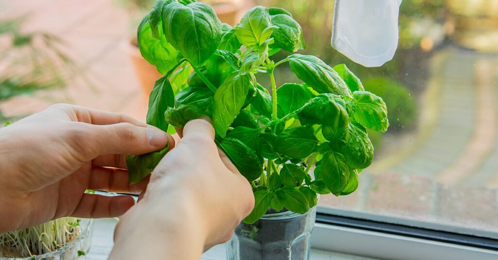 Come mantenere il basilico sempre verde e profumato: il trucco infallibile per non farlo seccare mai