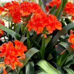 Clivia: un tesoro da avere in casa