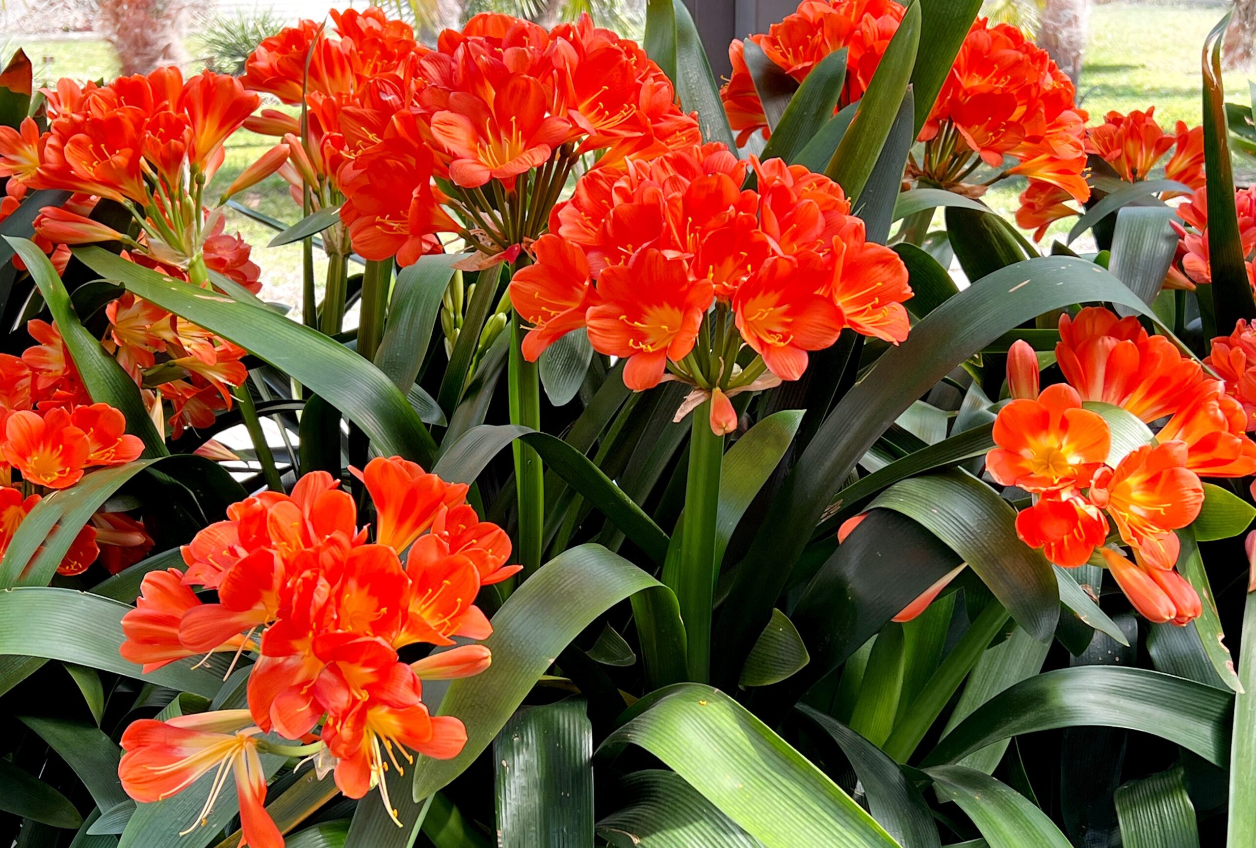 Clivia: un tesoro da avere in casa