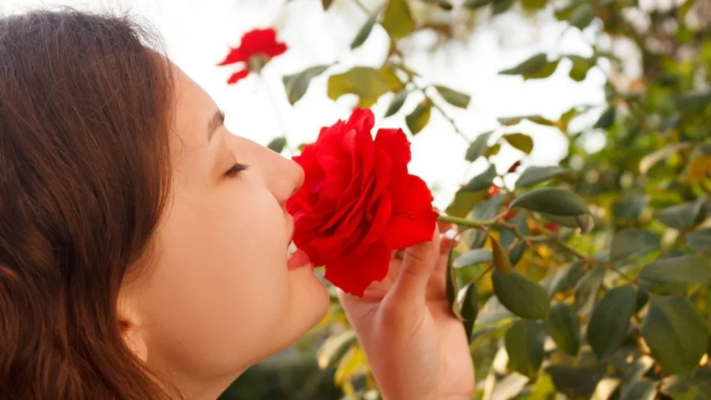 Nessun caffè, non gusci d’uovo: questo è l’ingrediente che dovresti usare per rendere delizioso le tue rose.