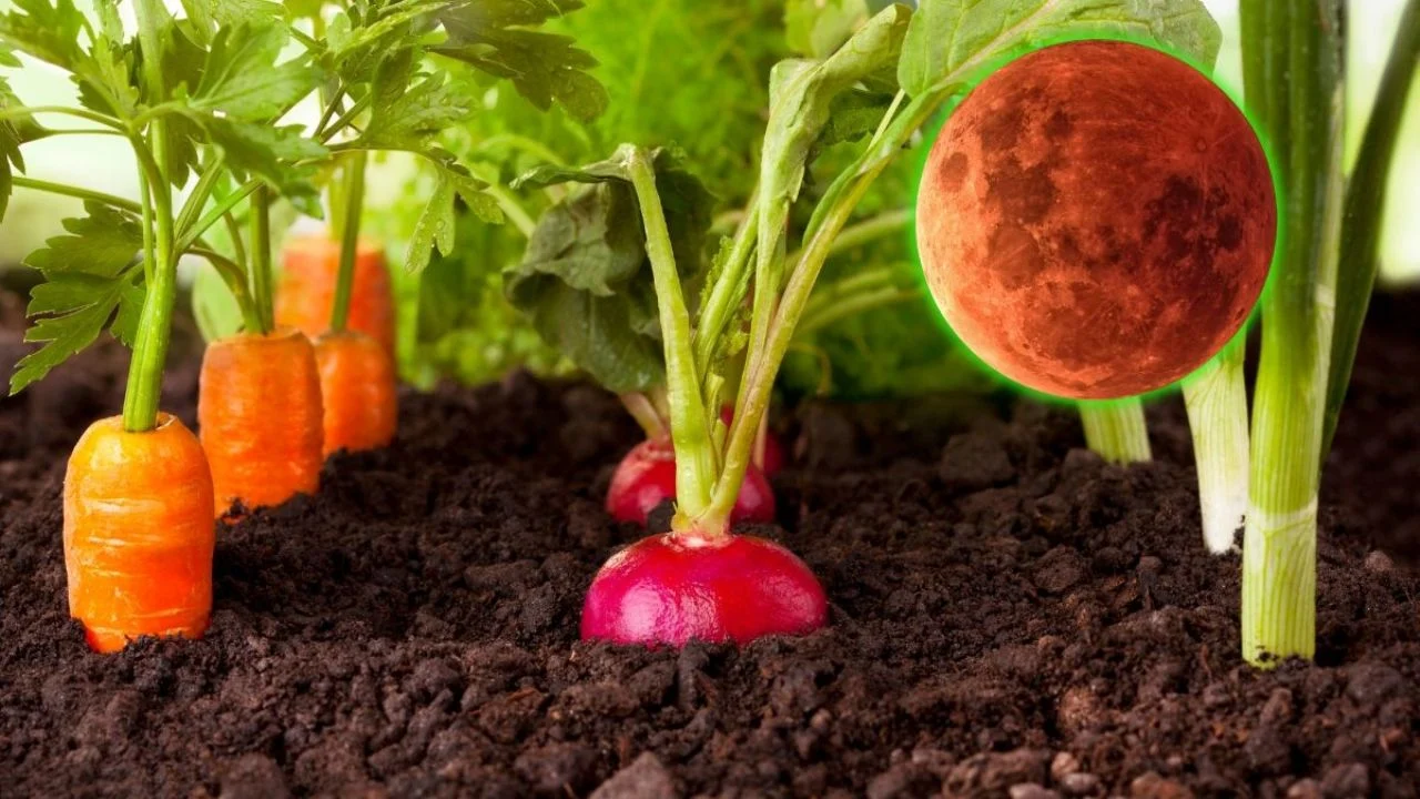 Ecco tre verdure da piantare a marzo per sfruttare l’energia dell’eclissi della luna.