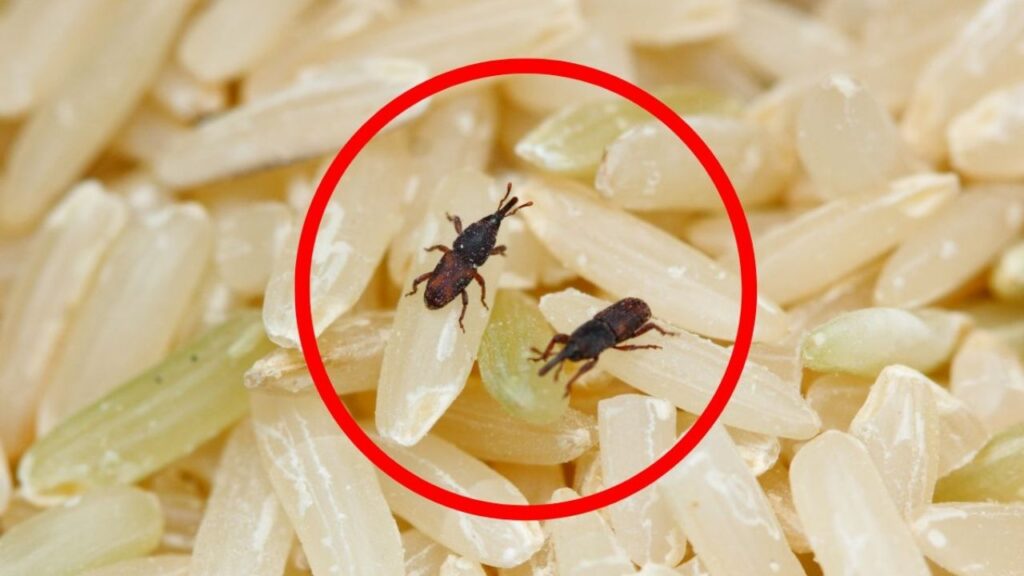 Cosa fare se hai il Vangelo nel cibo?