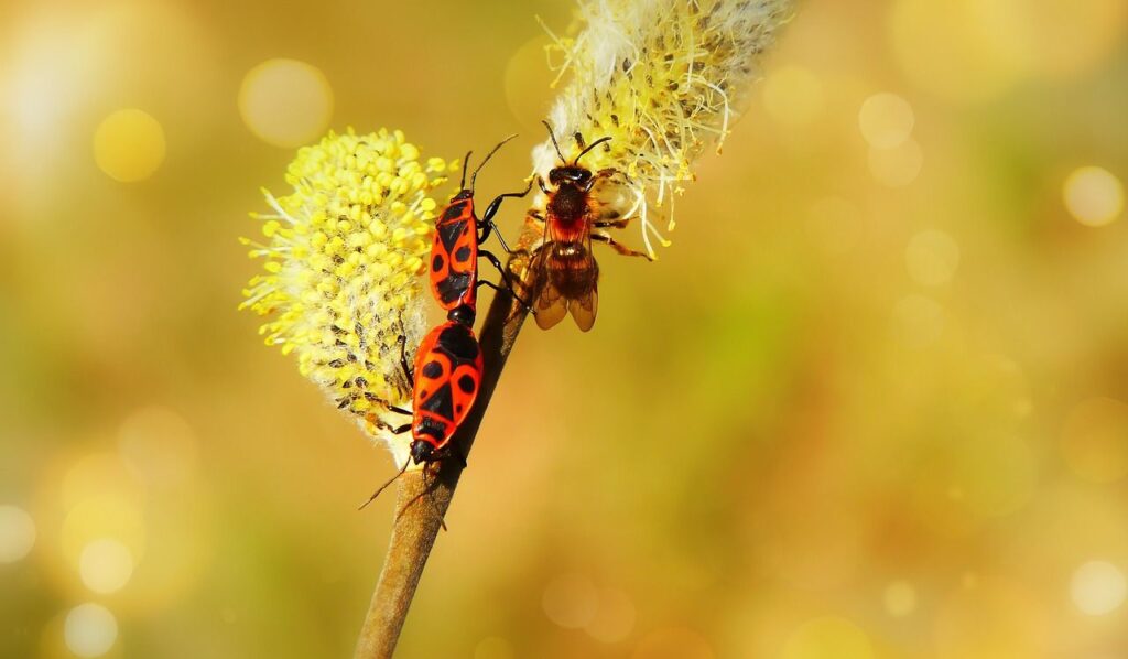 Diventano sempre più frequenti nel giardino. La cosa peggiore che puoi fare quando li incontri