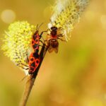 Diventano sempre più frequenti nel giardino. La cosa peggiore che puoi fare quando li incontri