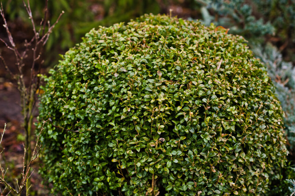 Eseguire questo trattamento fino a quando le omissioni non hanno mangiato il cespuglio. Questo è un metodo affidabile per Buxus Moth