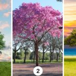 Test della personalità: Quale ombra proietti? Scegli tra questi 3 alberi e rivela i lati oscuri del tuo carattere!