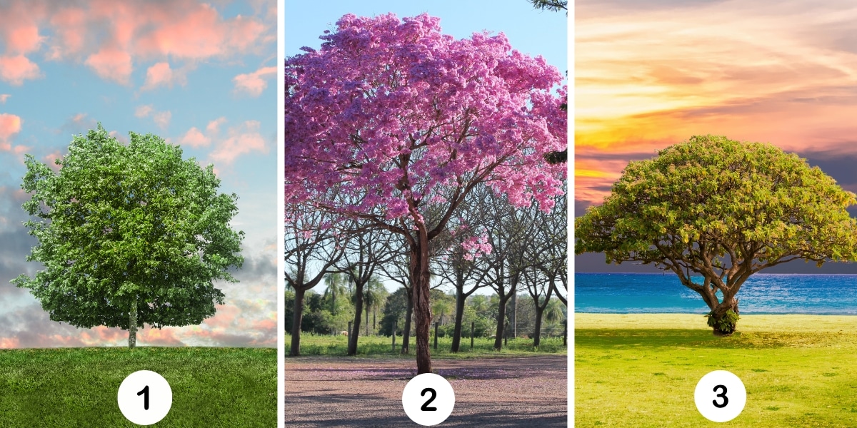 Test della personalità: Quale ombra proietti? Scegli tra questi 3 alberi e rivela i lati oscuri del tuo carattere!