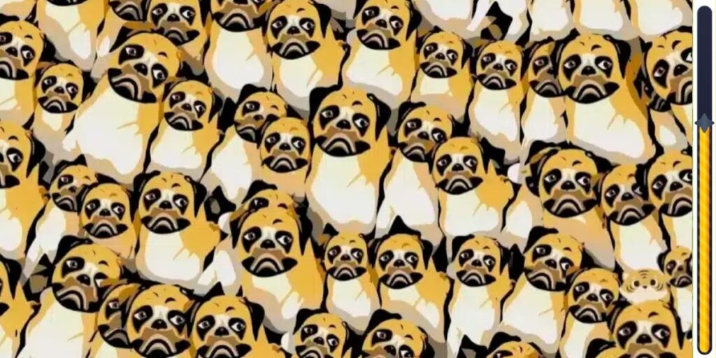 Gioco di osservazione : Scopri l’intruso nascosto tra i cani in meno di 6 secondi e metti alla prova la tua attenzione ai dettagli!