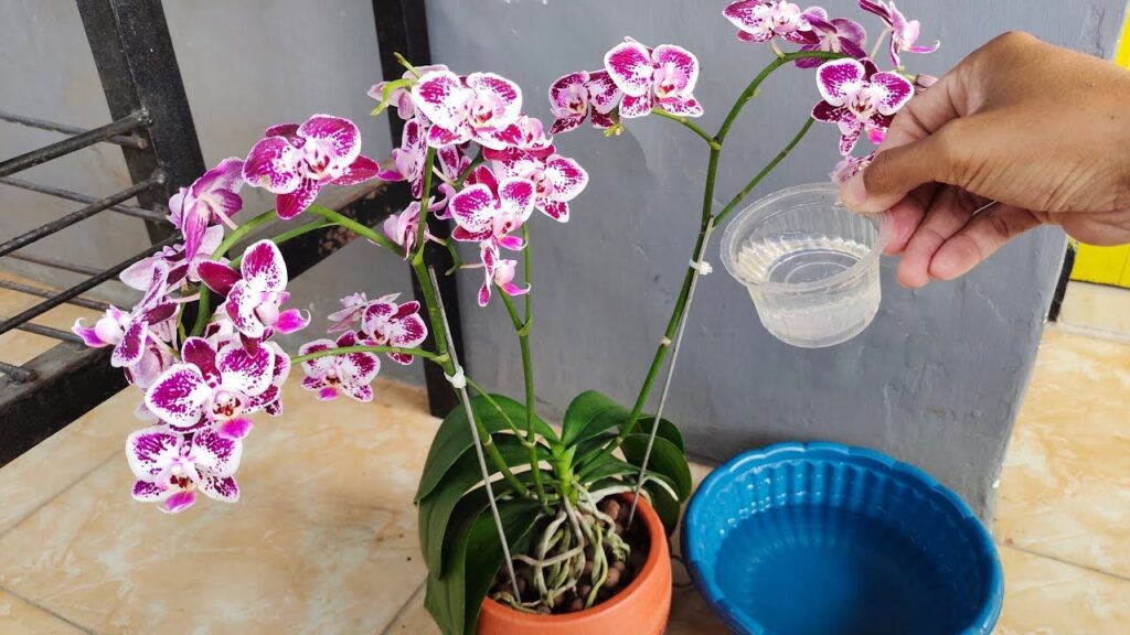 Le orchidee fioriranno continuamente se lo fai tre volte al mese