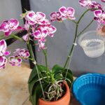 Le orchidee fioriranno continuamente se lo fai tre volte al mese