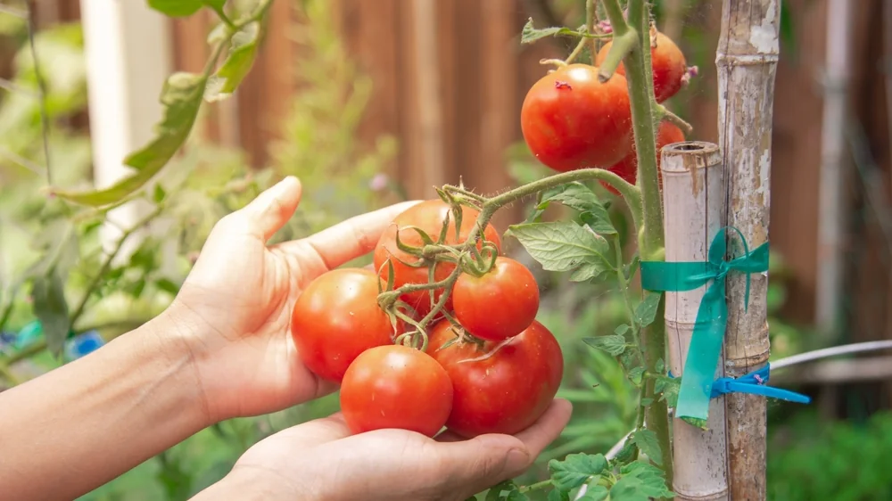 Piantali davanti ai pomodori e non avrai tempo di raccogliere quest’estate.