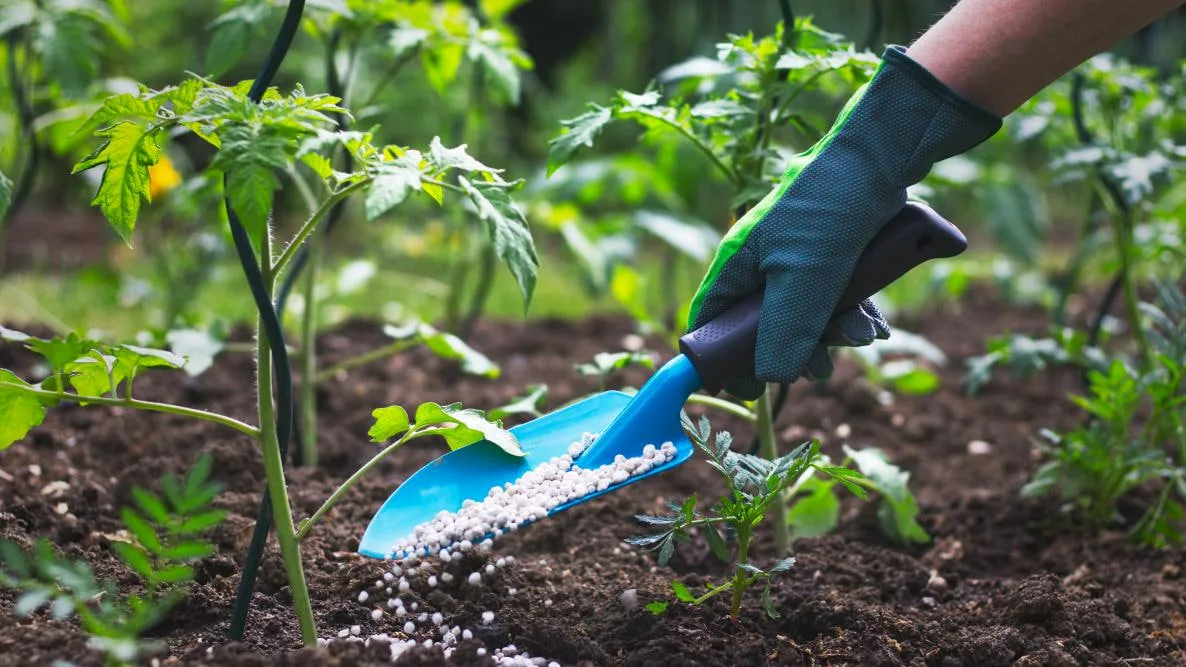 Un modo innovativo per seminare rosso. L’aggiunta al substrato rende le piantine più forti.