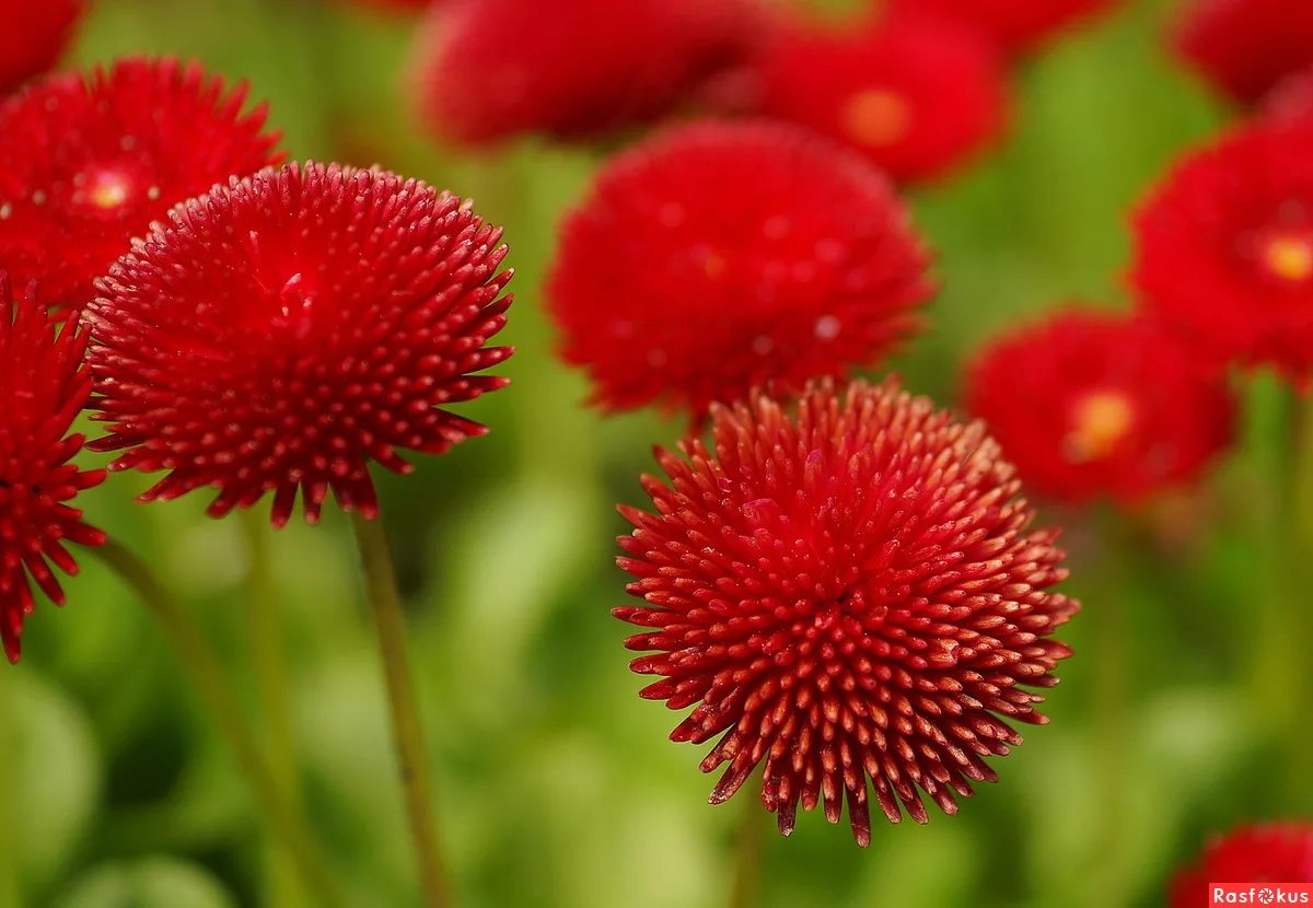 Fiorisce dall’inizio della primavera alla fine dell’autunno. Varietà Margarete interessanti e in crescita