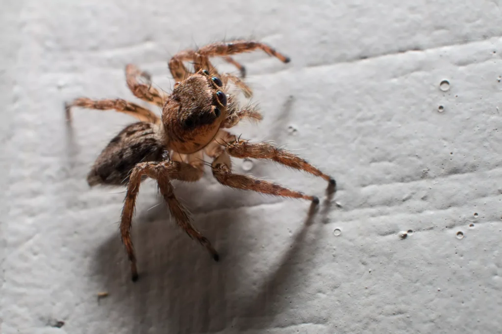 Spider in casa, fai attenzione. Ha denti e veleno, avverte di allergie.