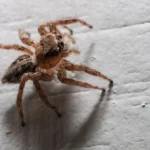 Spider in casa, fai attenzione. Ha denti e veleno, avverte di allergie.