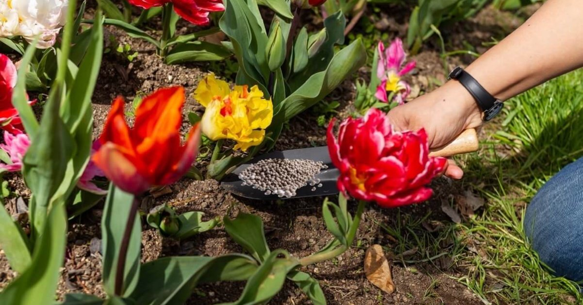 Una cosa che devi fare con i tuoi bulbi di fiori