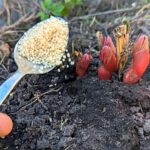 Sciogliere in acqua e bagnare la peonia. Gli steli si piegheranno sotto il peso dei fiori.