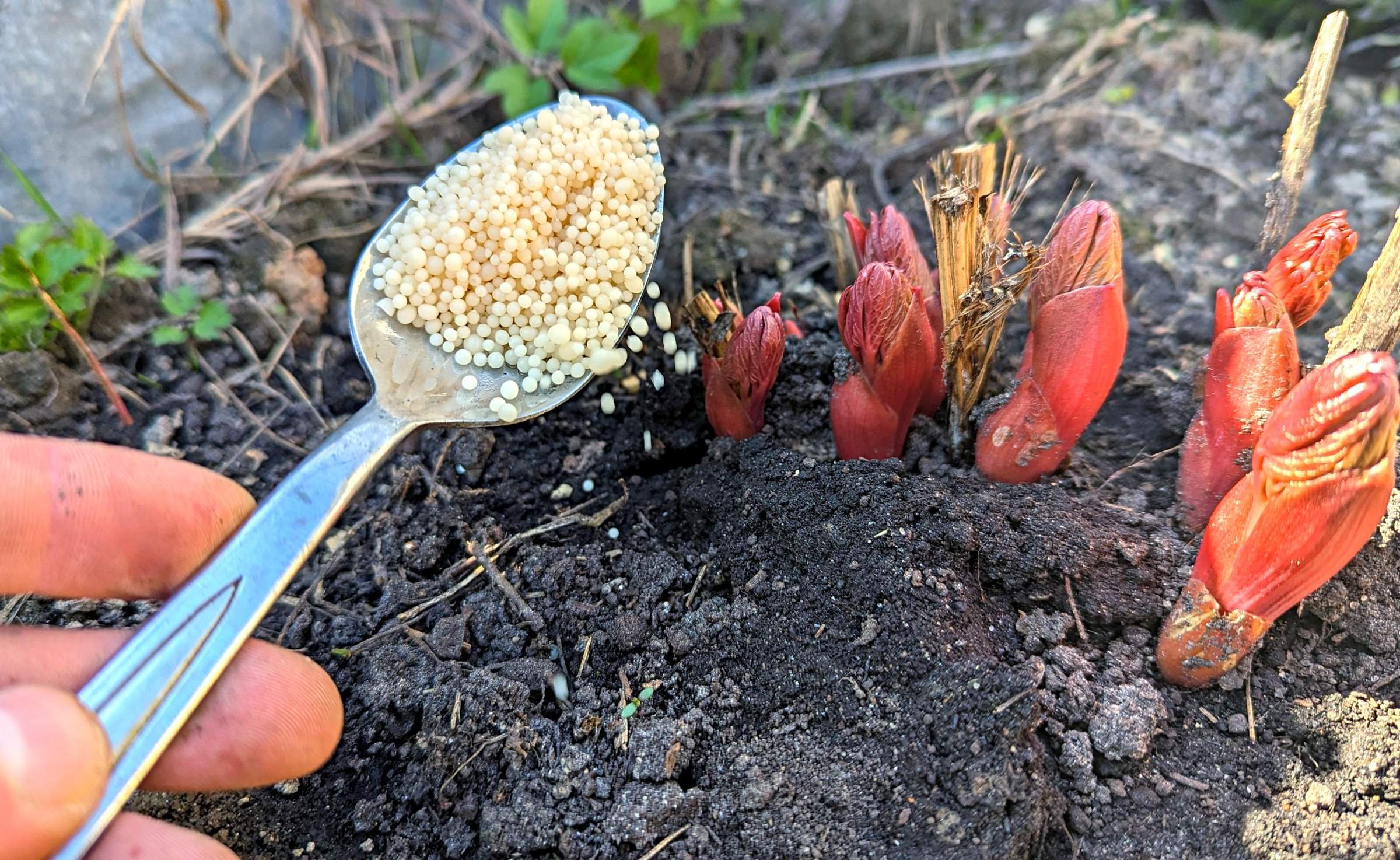 Sciogliere in acqua e bagnare la peonia. Gli steli si piegheranno sotto il peso dei fiori.