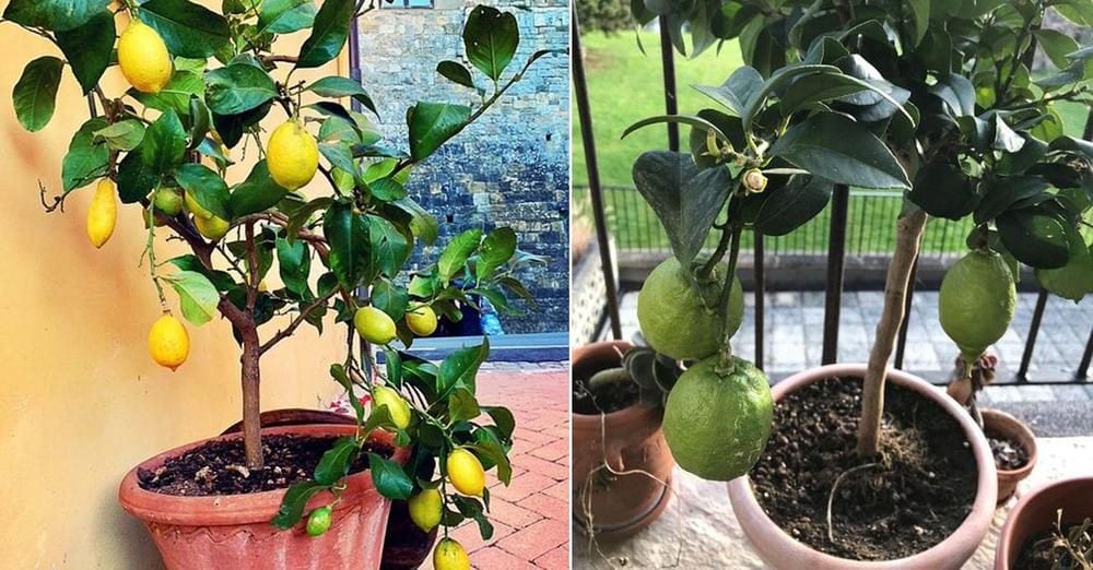 Lasciare i limoni sulla pianta è un errore? Ecco cosa dicono gli esperti