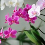 Come crescere orchidee sane e ricche nel tuo appartamento