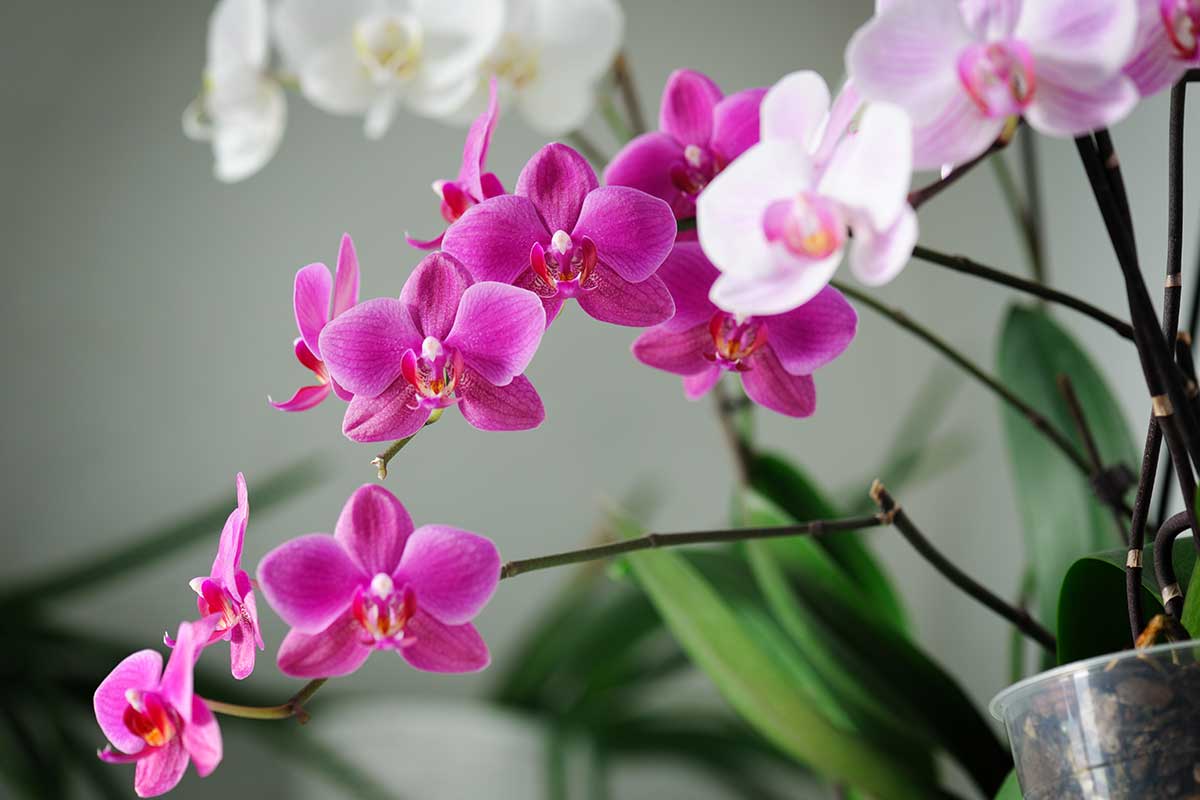 Come crescere orchidee sane e ricche nel tuo appartamento