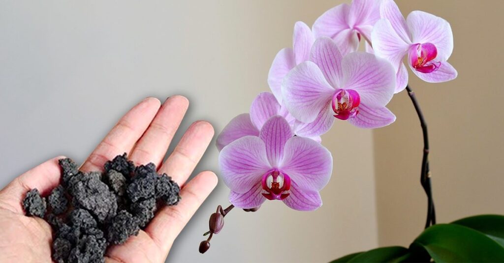 Mai tenere la frutta vicino all’orchidea: il motivo che nessuno ti dice