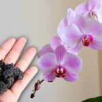 Mai tenere la frutta vicino all’orchidea: il motivo che nessuno ti dice