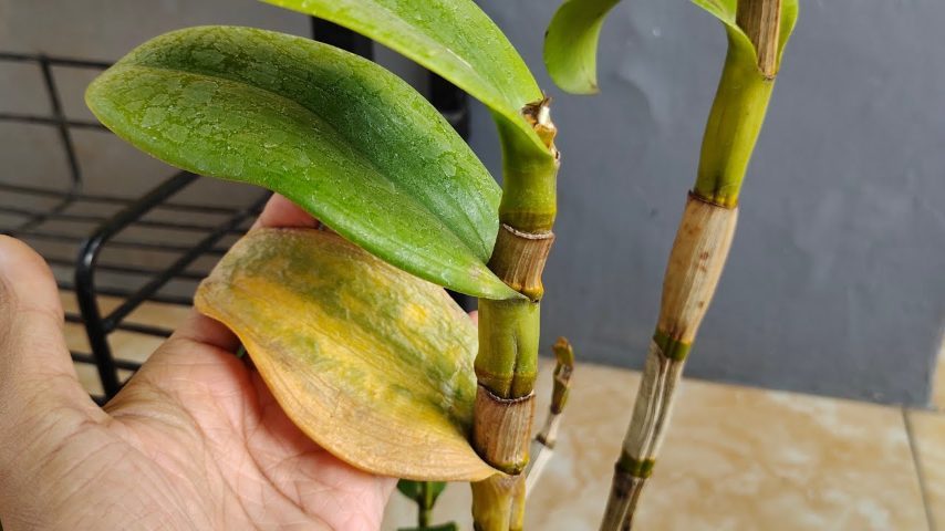 Orchidea in difficoltà? Il rimedio naturale per salvarla subito