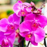 Orchidea, se la pianti così la pianta cresce e fiorisce molto velocemente