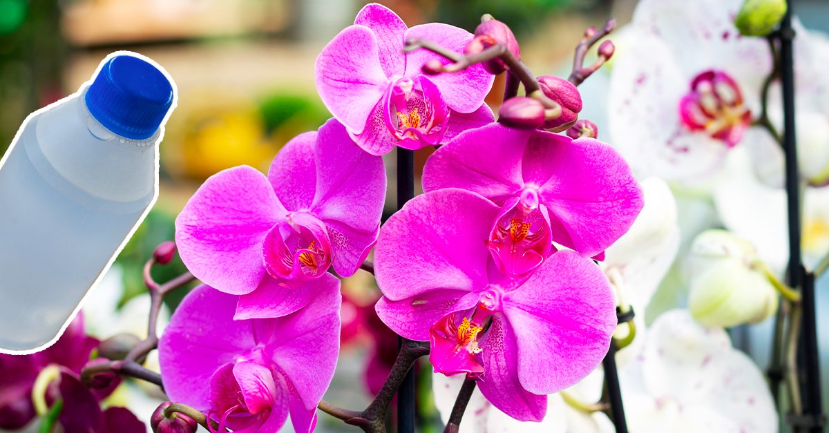 Orchidea, se la pianti così la pianta cresce e fiorisce molto velocemente