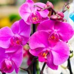 Dove posizionare l’orchidea per una fioritura spettacolare: il trucco che pochi conoscono