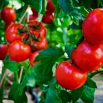 I pomodori ci fanno ammalare: un noto nutrizionista rivela ciò che i produttori non vogliono sapere