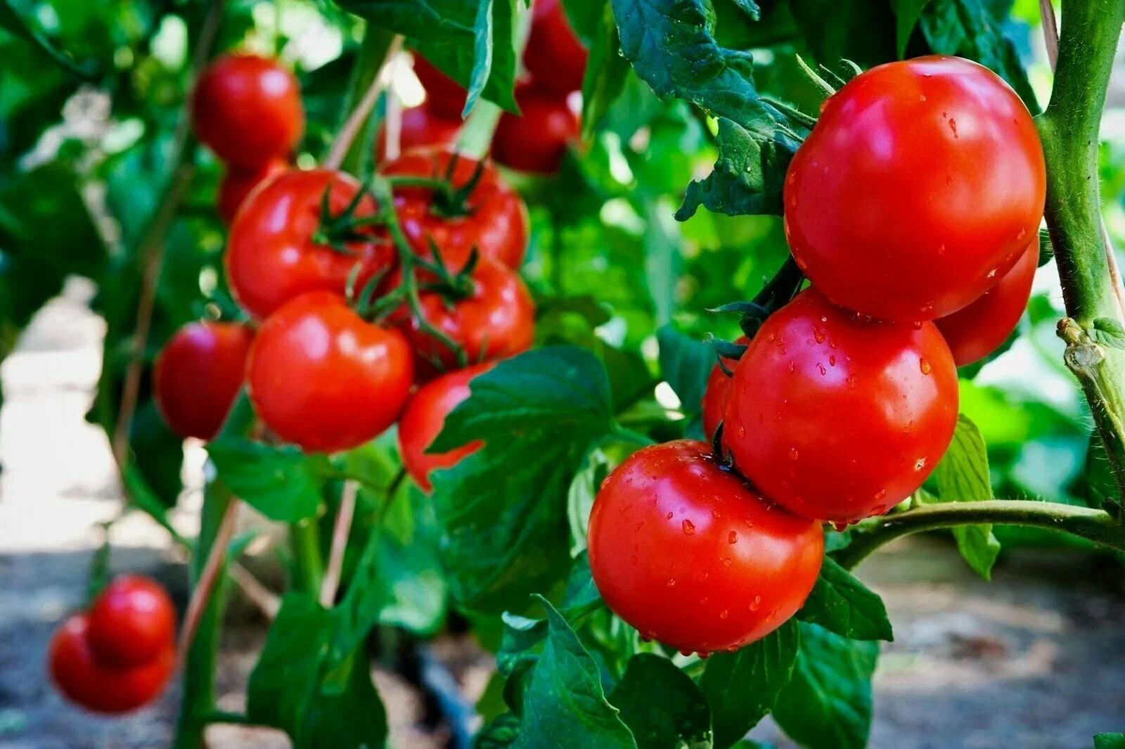 I pomodori ci fanno ammalare: un noto nutrizionista rivela ciò che i produttori non vogliono sapere