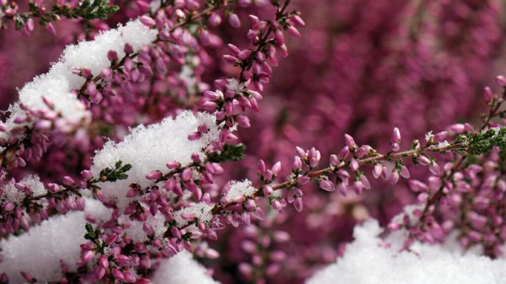 Aggiungi colore al tuo inverno! Cinque piante che prosperano sotto la neve